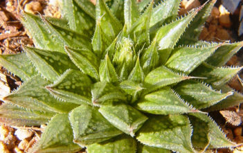 Haworthia nortieri (Cederberg Haworthia) Haworthia nortieri (Cederberg Haworthia)