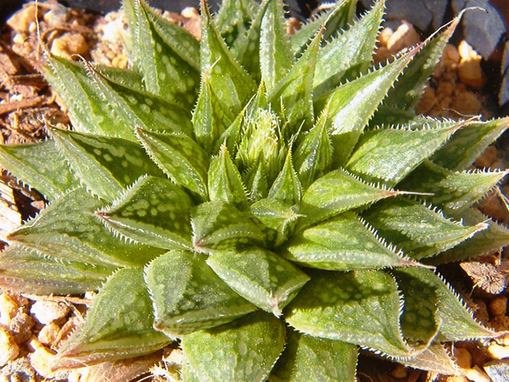 Haworthia nortieri (Cederberg Haworthia)