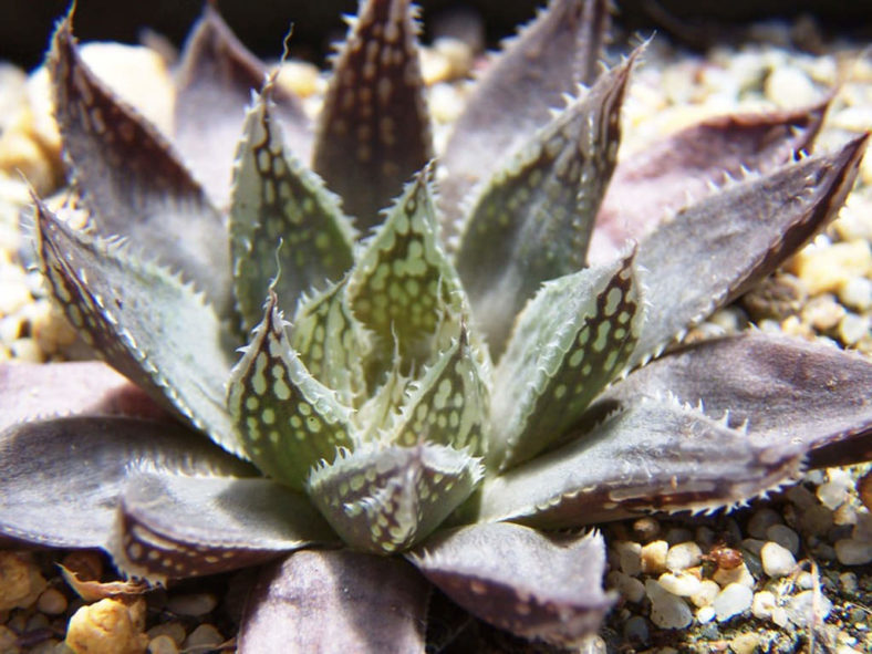 Haworthia nortieri (Cederberg Haworthia)