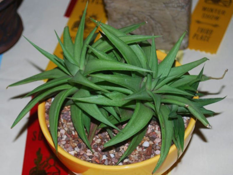 Haworthiopsis limifolia var. ubomboensis aka Haworthia limifolia var. ubomboensis