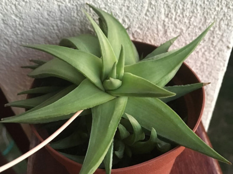 Haworthiopsis limifolia var. ubomboensis aka Haworthia limifolia var. ubomboensis