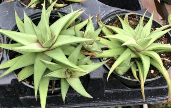 Haworthiopsis limifolia var. ubomboensis Haworthiopsis limifolia var. ubomboensis aka Haworthia limifolia var. ubomboensis