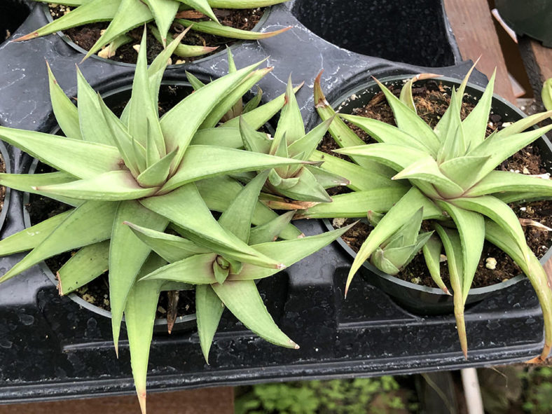 Haworthiopsis limifolia var. ubomboensis aka Haworthia limifolia var. ubomboensis