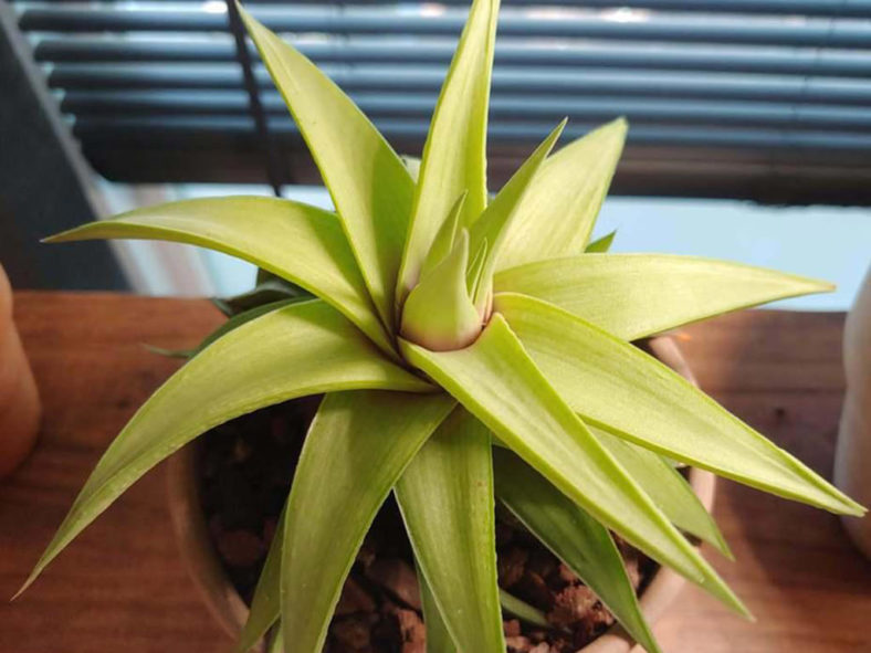 Haworthiopsis limifolia var. ubomboensis aka Haworthia limifolia var. ubomboensis