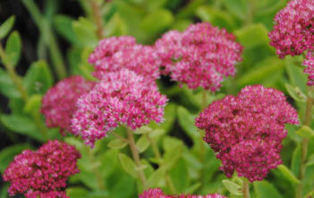 Hylotelephium spectabile 'Meteor' Hylotelephium spectabile 'Meteor' aka Sedum spectabile 'Meteor'