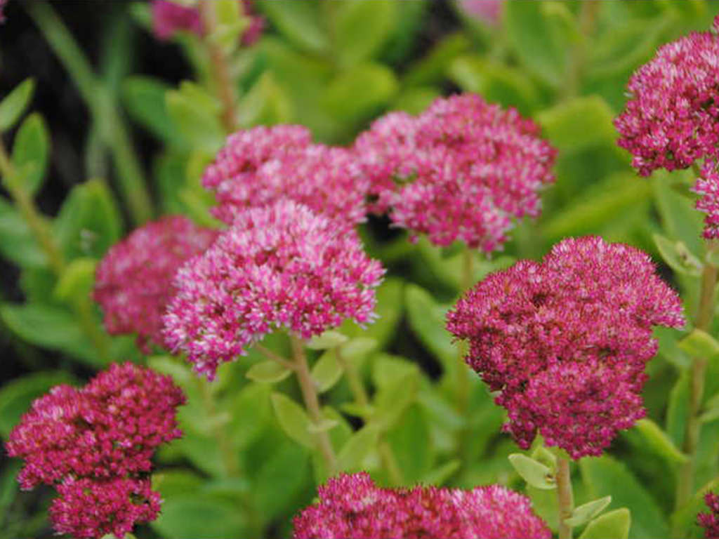 Hylotelephium spectabile 'Meteor' aka Sedum spectabile 'Meteor'