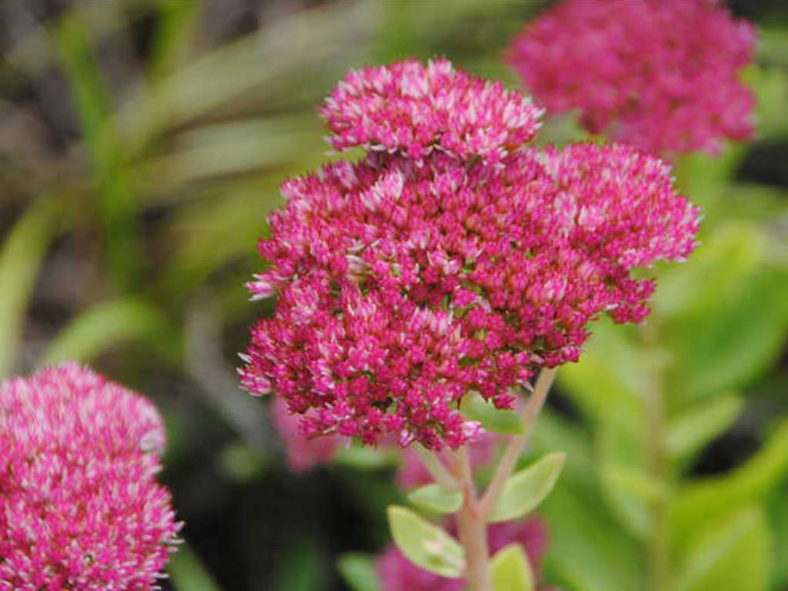 Hylotelephium spectabile 'Meteor' aka Sedum spectabile 'Meteor'