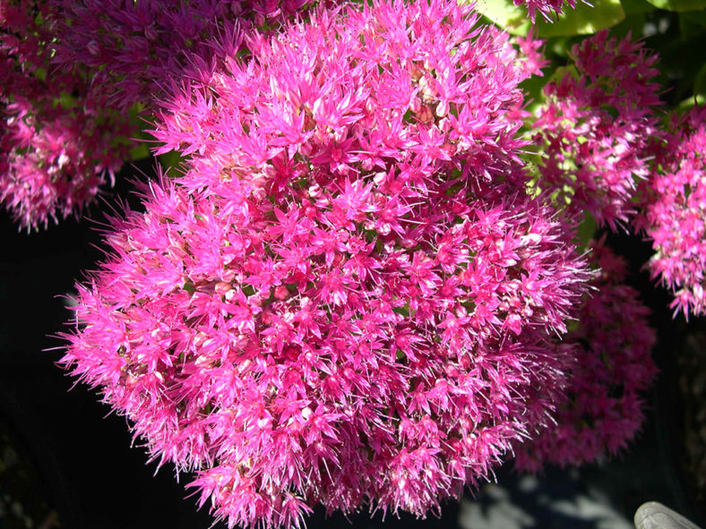 Hylotelephium spectabile 'Meteor' aka Sedum spectabile 'Meteor'