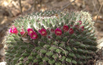 Mammillaria mystax Mammillaria mystax