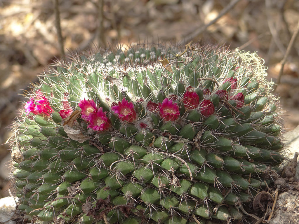 Mammillaria mystax ماميلاريا ميستراكس Mammillaria-mystax1