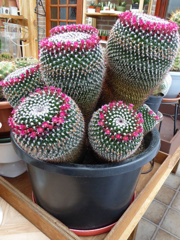 Mammillaria mystax