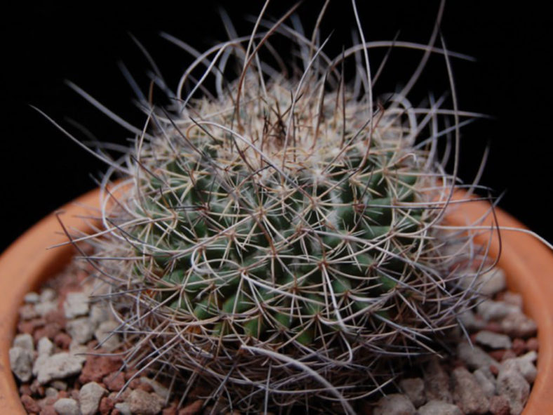 Mammillaria mystax