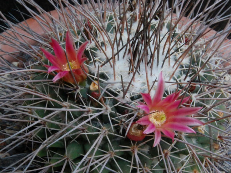 Mammillaria mystax