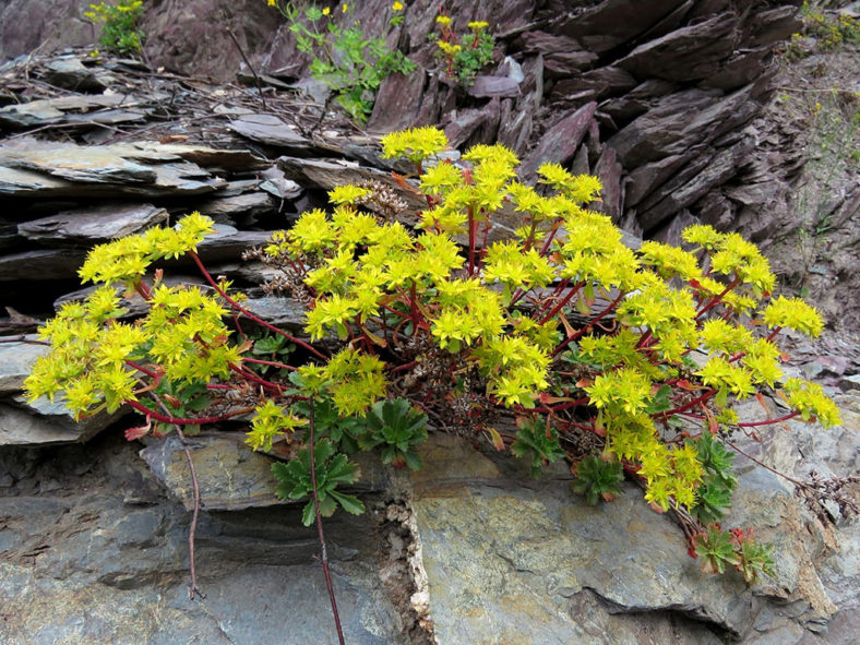 Phedimus hybridus (Hybrid Stonecrop)