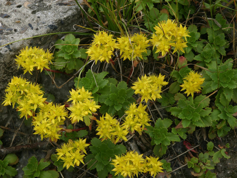 Phedimus hybridus (Hybrid Stonecrop)