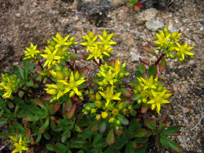 Phedimus hybridus (Hybrid Stonecrop) - World of Succulents