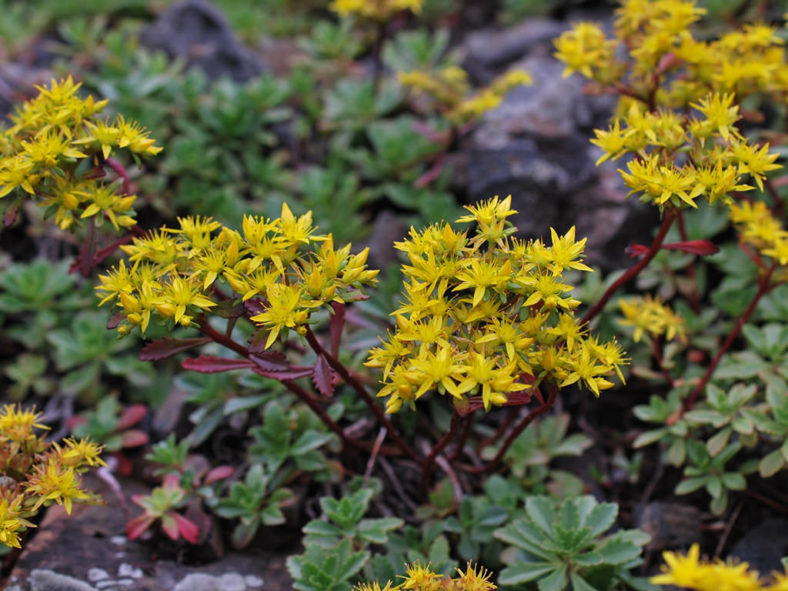 Phedimus hybridus (Hybrid Stonecrop)