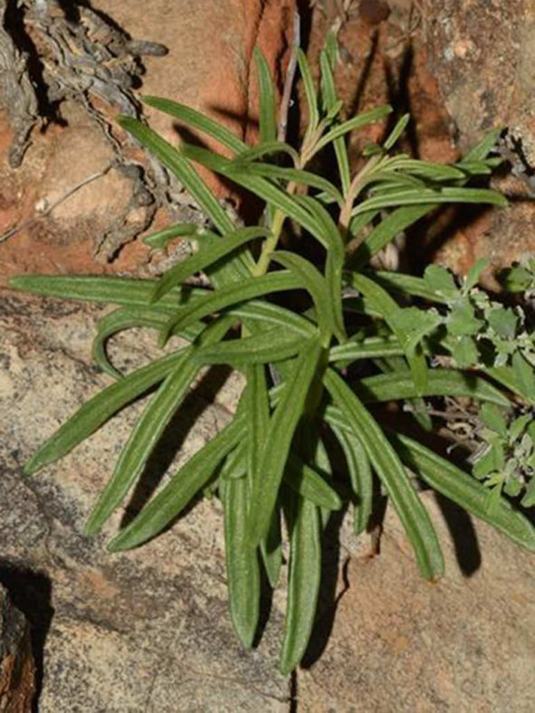 Tylecodon kritzingeri (Hook Butterbush)