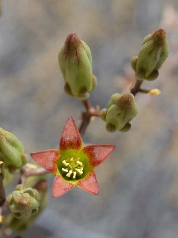 Tylecodon kritzingeri (Hook Butterbush)