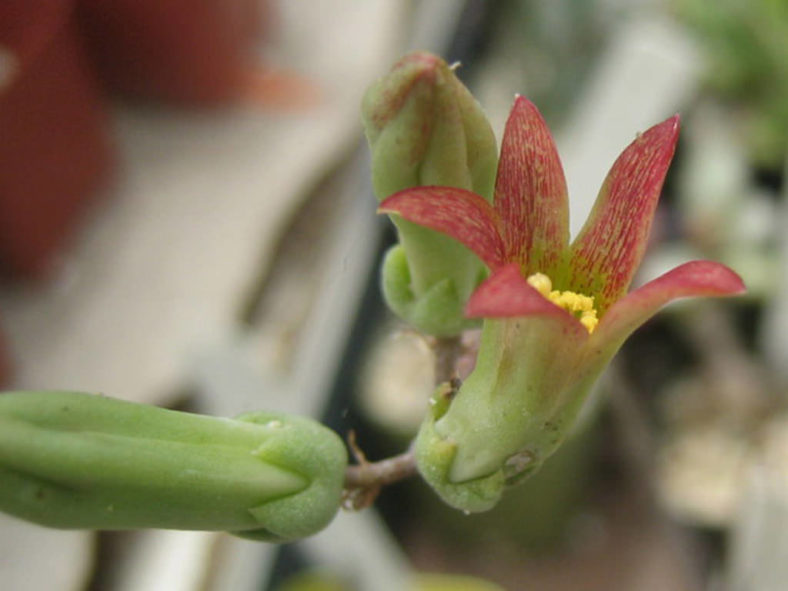 Tylecodon kritzingeri (Hook Butterbush)