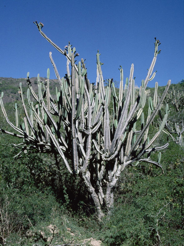 Cereus hankeanus