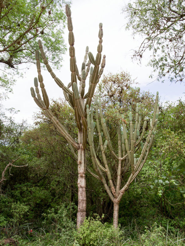 Cereus hankeanus