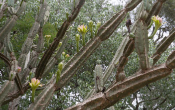 Cereus hankeanus Cereus hankeanus