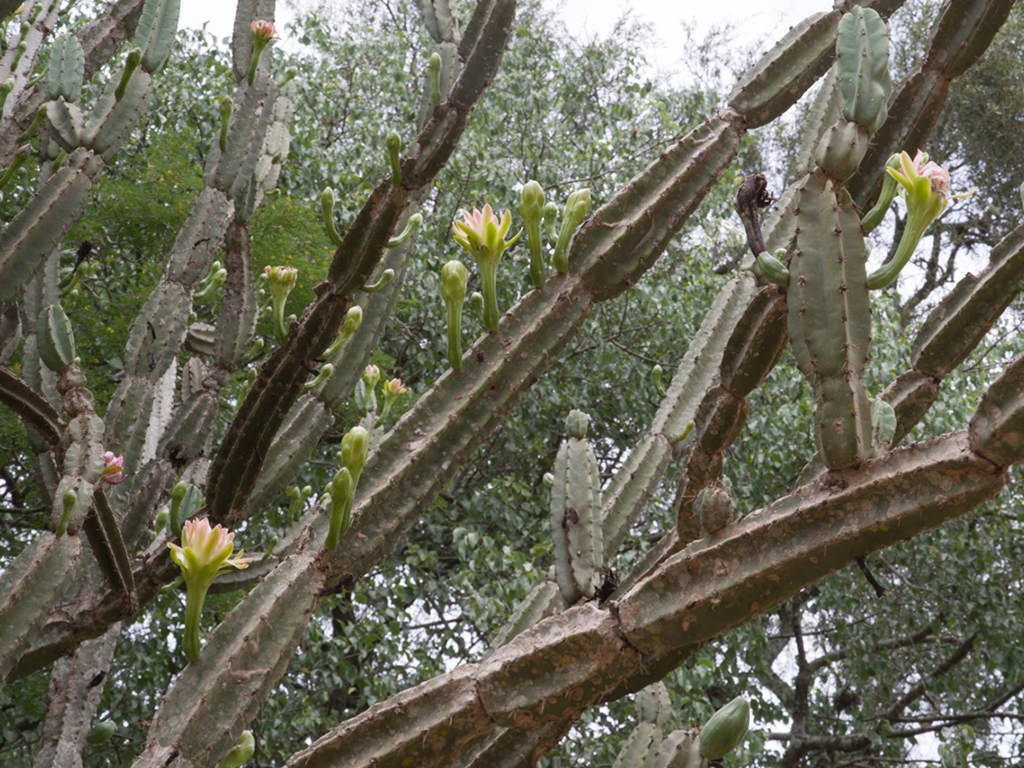 Cereus hankeanus