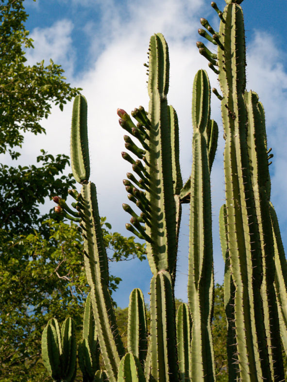 Cereus hankeanus