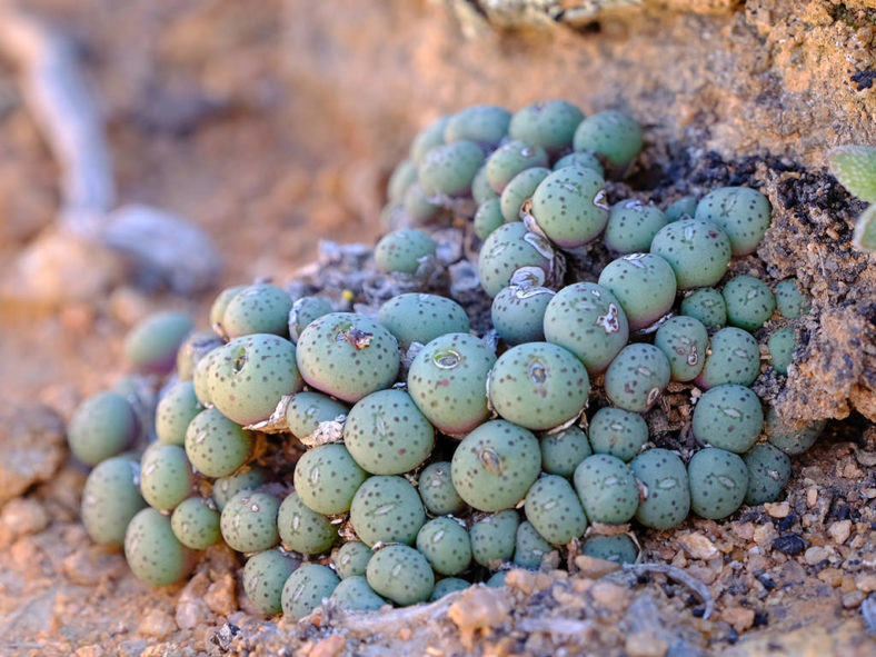 Conophytum pageae