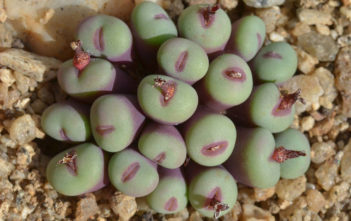 Conophytum pageae Conophytum pageae