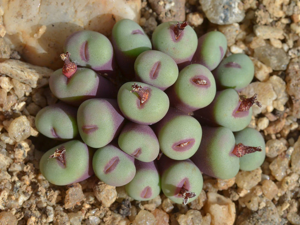 Conophytum pageae