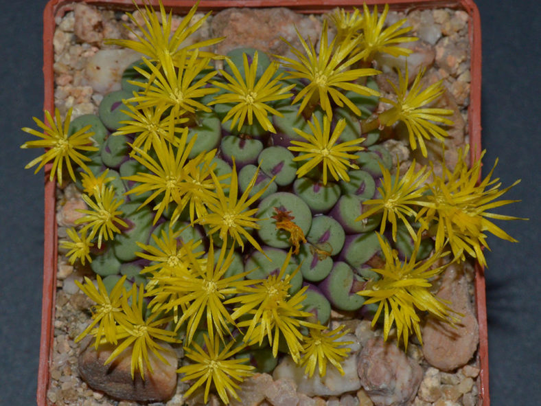 Conophytum pageae