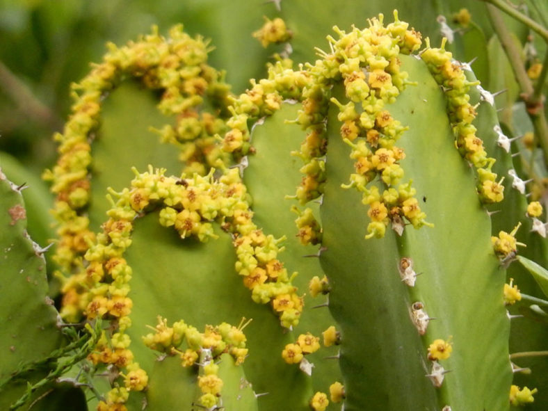 Euphorbia triangularis (River Euphorbia)