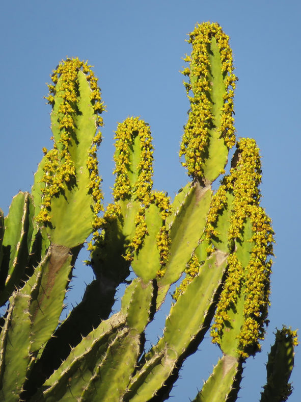 Euphorbia triangularis (River Euphorbia)