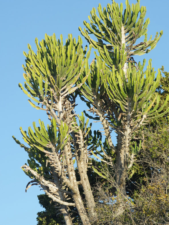 Euphorbia triangularis (River Euphorbia)