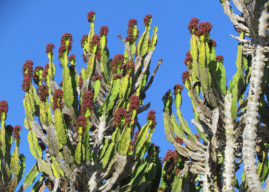 Euphorbia triangularis (River Euphorbia)