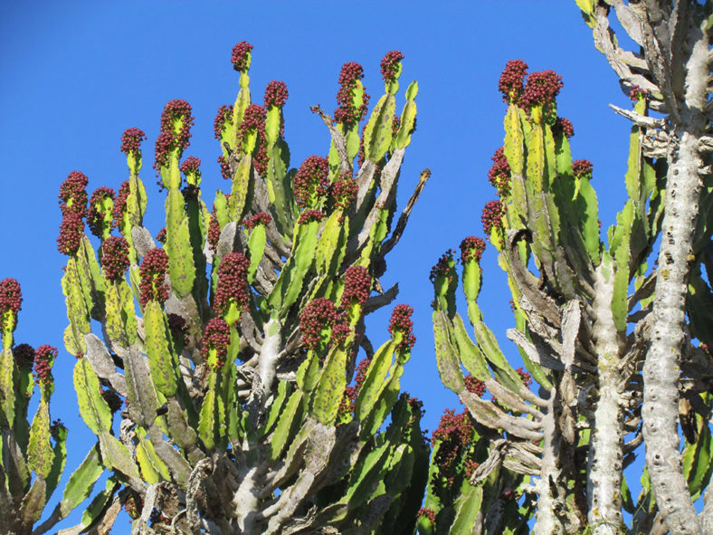 Euphorbia triangularis (River Euphorbia)