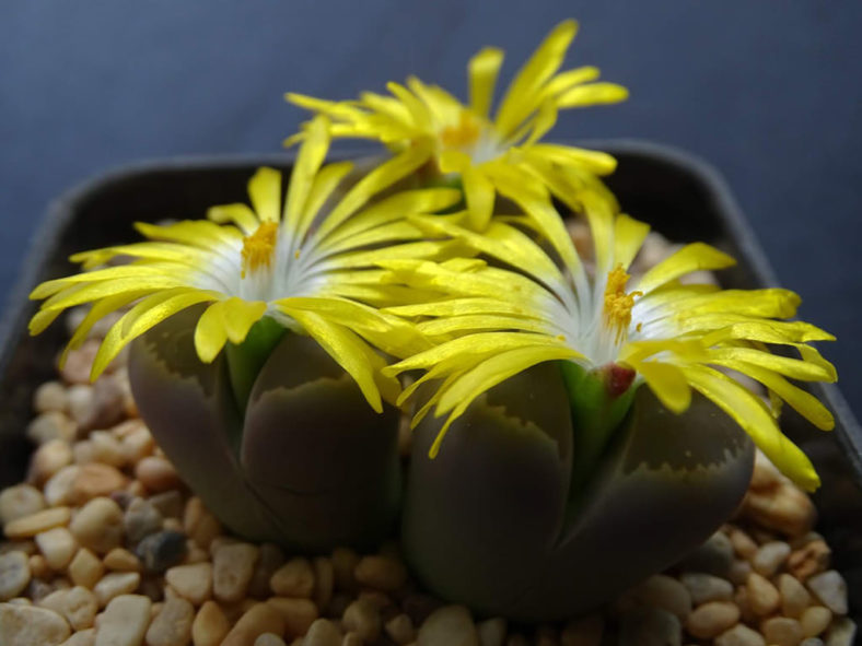 Lithops olivacea (Olive-green Living Stone)