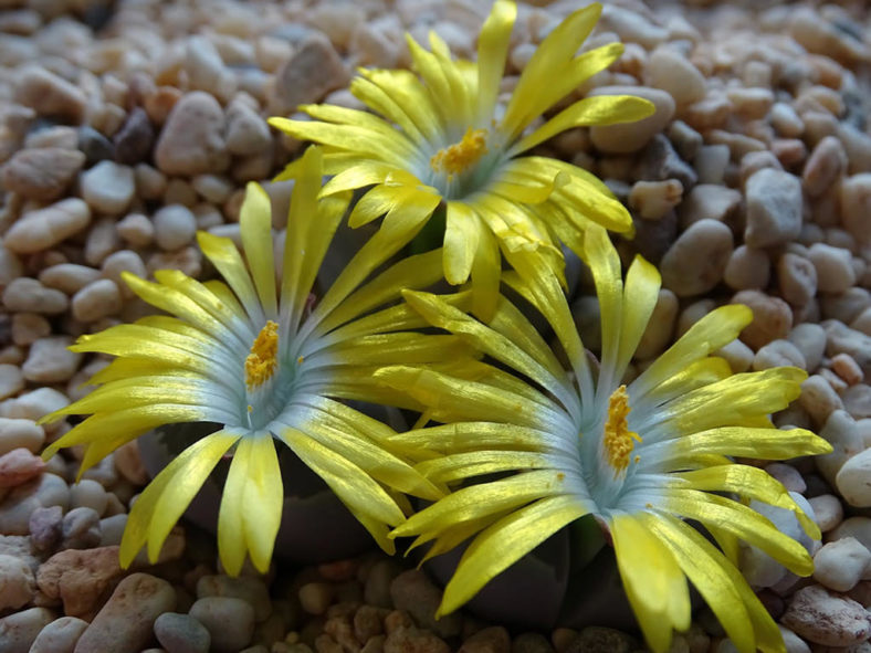 Lithops olivacea (Olive-green Living Stone)