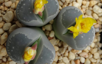 Lithops olivacea (Olive-green Living Stone) Lithops olivacea (Olive-green Living Stone)