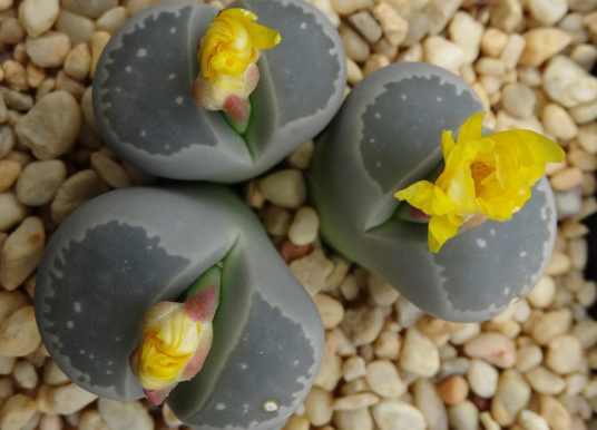 Lithops olivacea (Olive-green Living Stone)