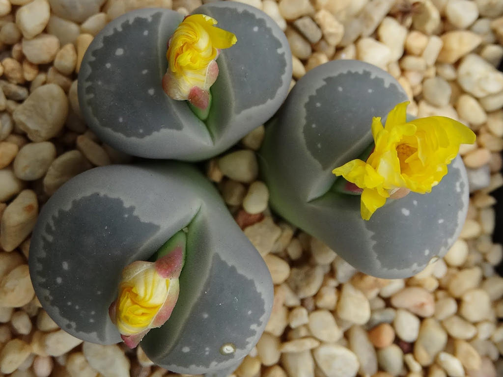 Lithops olivacea (Olive-green Living Stone)