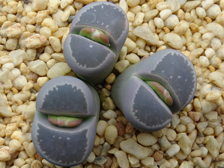 Lithops olivacea (Olive-green Living Stone)