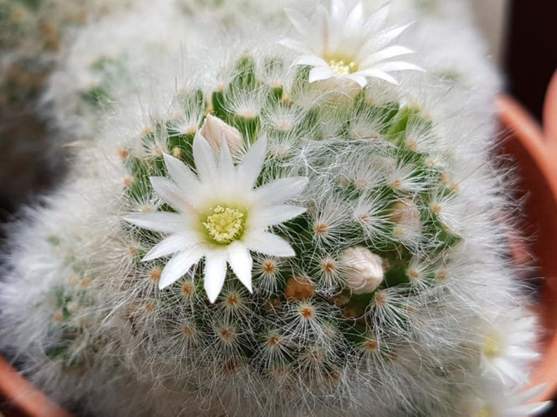 Mammillaria albicoma