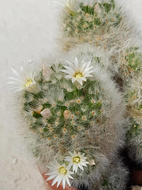 Mammillaria albicoma