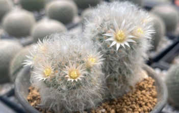 Mammillaria albicoma Mammillaria albicoma