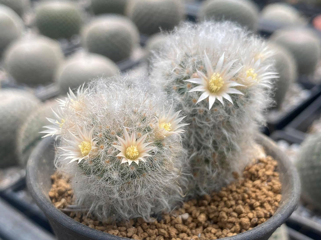 Mammillaria albicoma