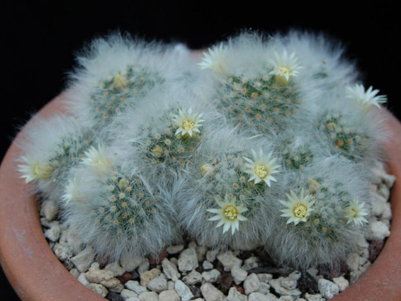 Mammillaria albicoma