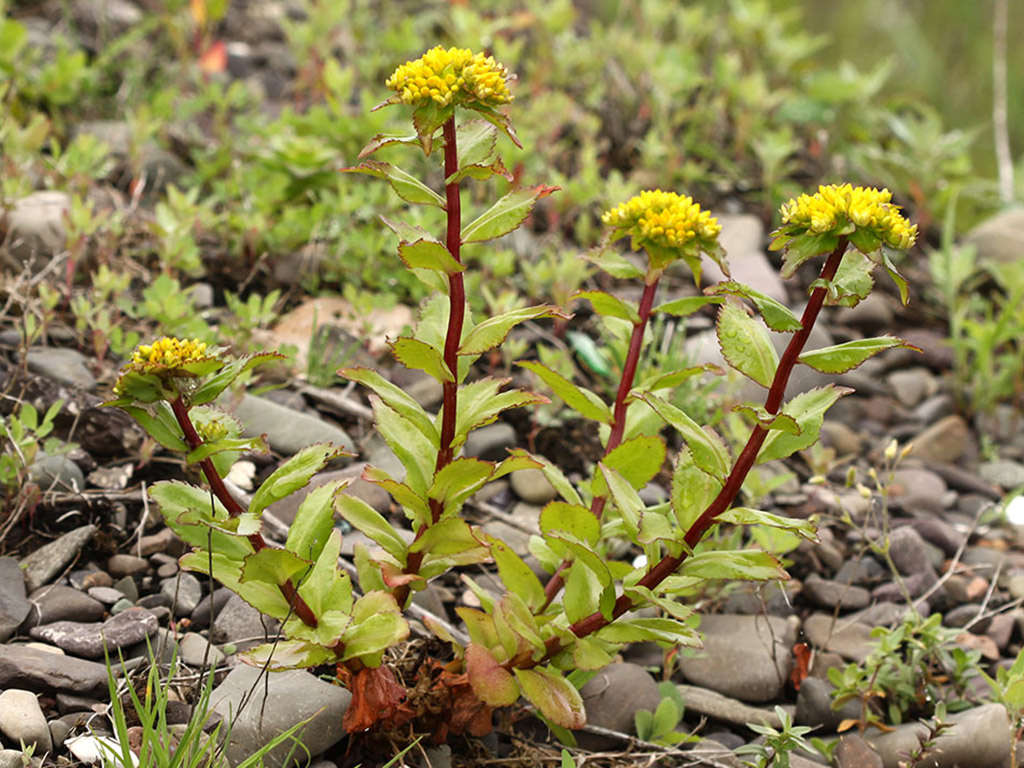 Phedimus litoralis (Popov Island Stonecrop)